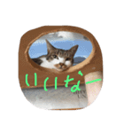 cheater ＆tora ＆ginji（個別スタンプ：12）