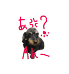 ダップー。ダックスフントとプードルの混合（個別スタンプ：12）