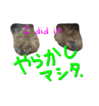 ダップー。ダックスフントとプードルの混合（個別スタンプ：13）