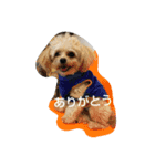 The stamp which can be used daily part2（個別スタンプ：8）