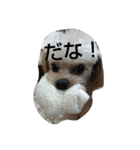 The stamp which can be used daily part2（個別スタンプ：13）