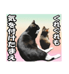 笑える猫写真❤ノワール城の仲間達（個別スタンプ：9）