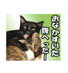 笑える猫写真❤ノワール城の仲間達（個別スタンプ：11）