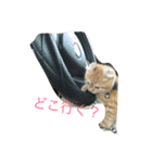 きなくんスタンプ2（個別スタンプ：2）