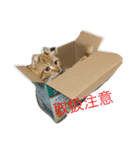 きなくんスタンプ2（個別スタンプ：13）