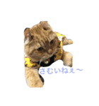 きなくんスタンプ2（個別スタンプ：16）