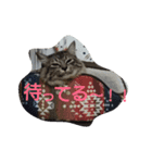 さくらもちNo.2（個別スタンプ：6）