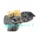 さくらもちNo.2（個別スタンプ：7）
