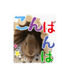 ☆毎日使える☆ミニウサギのミミちゃん♪（個別スタンプ：3）