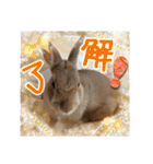 ☆毎日使える☆ミニウサギのミミちゃん♪（個別スタンプ：6）