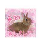 ☆毎日使える☆ミニウサギのミミちゃん♪（個別スタンプ：7）