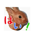 ☆毎日使える☆ミニウサギのミミちゃん♪（個別スタンプ：8）