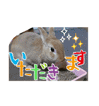 ☆毎日使える☆ミニウサギのミミちゃん♪（個別スタンプ：11）