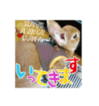 ☆毎日使える☆ミニウサギのミミちゃん♪（個別スタンプ：13）