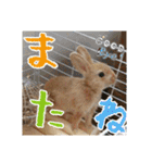 ☆毎日使える☆ミニウサギのミミちゃん♪（個別スタンプ：20）