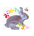 ☆毎日使える☆ミニウサギのミミちゃん♪（個別スタンプ：21）