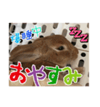 ☆毎日使える☆ミニウサギのミミちゃん♪（個別スタンプ：24）