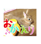 ☆毎日使える☆ミニウサギのミミちゃん♪（個別スタンプ：25）
