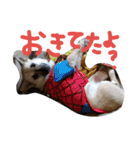 むっく3（個別スタンプ：19）
