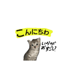 飼い猫トラと実写＆下手くそスタンプ（個別スタンプ：12）