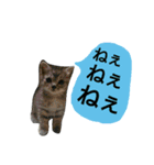 飼い猫トラと実写＆下手くそスタンプ（個別スタンプ：14）