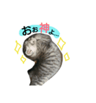 飼い猫トラと実写＆下手くそスタンプ（個別スタンプ：15）