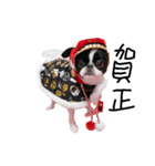 Pooh is Japanesechin2.（個別スタンプ：1）