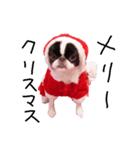 Pooh is Japanesechin2.（個別スタンプ：2）