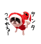 Pooh is Japanesechin2.（個別スタンプ：3）
