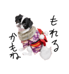 Pooh is Japanesechin2.（個別スタンプ：4）