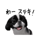 Pooh is Japanesechin2.（個別スタンプ：5）