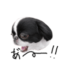 Pooh is Japanesechin2.（個別スタンプ：6）