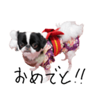 Pooh is Japanesechin2.（個別スタンプ：7）