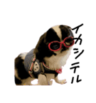 Pooh is Japanesechin2.（個別スタンプ：8）