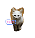 しろねこ のあちゃん②（個別スタンプ：1）