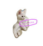 しろねこ のあちゃん②（個別スタンプ：2）