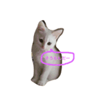 しろねこ のあちゃん②（個別スタンプ：3）