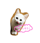 しろねこ のあちゃん②（個別スタンプ：4）