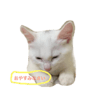 しろねこ のあちゃん②（個別スタンプ：5）