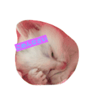 しろねこ のあちゃん②（個別スタンプ：6）