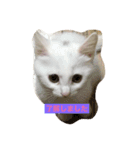 しろねこ のあちゃん②（個別スタンプ：7）