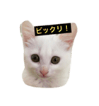 しろねこ のあちゃん②（個別スタンプ：8）