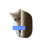 しろねこ のあちゃん②（個別スタンプ：9）