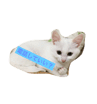 しろねこ のあちゃん②（個別スタンプ：10）