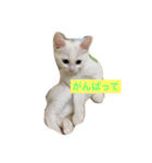しろねこ のあちゃん②（個別スタンプ：11）