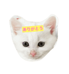しろねこ のあちゃん②（個別スタンプ：12）