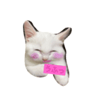 しろねこ のあちゃん②（個別スタンプ：13）