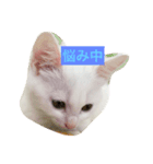 しろねこ のあちゃん②（個別スタンプ：14）