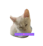しろねこ のあちゃん②（個別スタンプ：15）