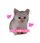 しろねこ のあちゃん②（個別スタンプ：16）